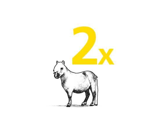 Zwei kleine Pferde oder Ponys